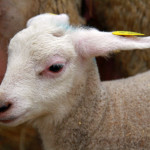 Colibacillose  des petits ruminants : Pensez IgY