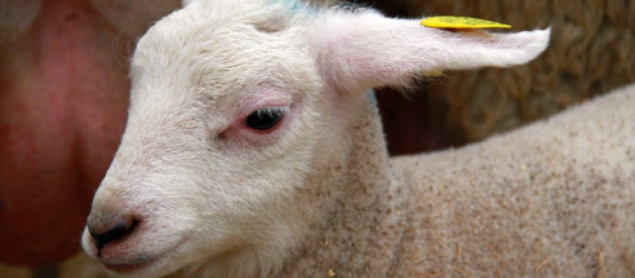 Colibacillose  des petits ruminants : Pensez IgY