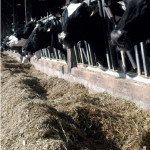 Valorisation  du maïs fourrage Adapter les rations au profil des maïs