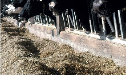 Valorisation  du maïs fourrage Adapter les rations au profil des maïs