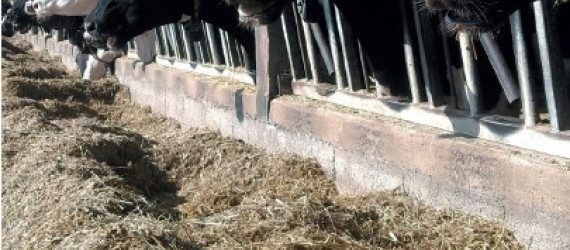 Valorisation  du maïs fourrage Adapter les rations au profil des maïs