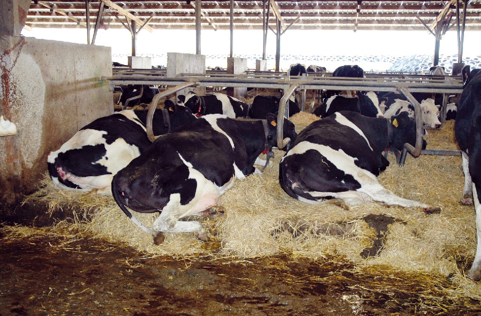 Adapter les bâtiments pour réduire l’impact du stress thermique sur les vaches, un enjeu pour l’élevage laitier