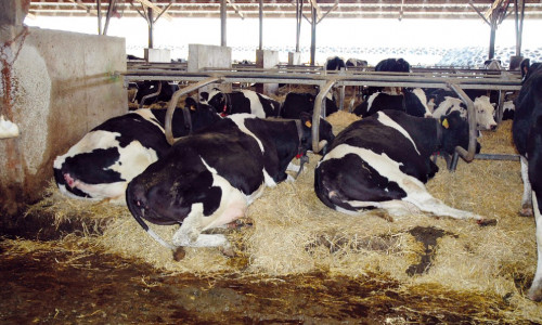 Adapter les bâtiments pour réduire l’impact du stress thermique sur les vaches, un enjeu pour l’élevage laitier