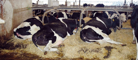 Adapter les bâtiments pour réduire l’impact du stress thermique sur les vaches, un enjeu pour l’élevage laitier