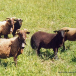 Brebis  Marron des Aravis Plan de sauvegarde d’urgence sur 10 ans