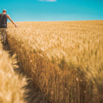 Les installations de chefs d'exploitation agricole en 2019
