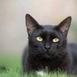 Les chats doivent être identifiés