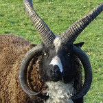 Des chèvres  et moutons  à quatre cornes ?  Mystère résolu !