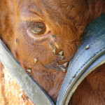 Parasitoïdes des mouches :  infos et nouveauté