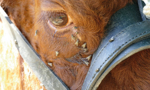 Parasitoïdes des mouches :  infos et nouveauté