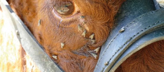 Parasitoïdes des mouches :  infos et nouveauté