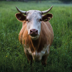 La production  de viande bovine prévue en France  en baisse de 1 % pour 2021