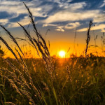 INRAE et planet A® s’associent pour créer le premier indicateur mondial d’évolution du stock de carbone dans les sols agricoles