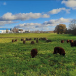 Les Moutons de l’Ouest,  le concept d’éco-pâturage qui cartonne en Bretagne