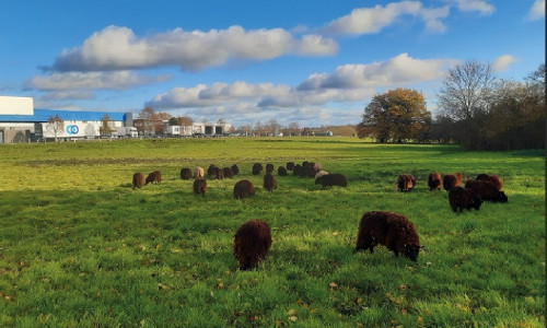 Les Moutons de l’Ouest,  le concept d’éco-pâturage qui cartonne en Bretagne