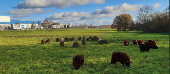 Les Moutons de l’Ouest,  le concept d’éco-pâturage qui cartonne en Bretagne