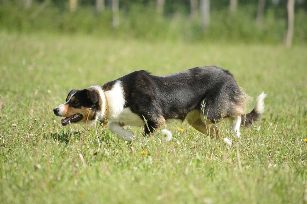 Le Border Collie,  un allié incontournable pour les éleveurs. Origines de ce chien d’exception