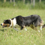Le Border Collie,  un allié incontournable pour les éleveurs. Origines de ce chien d’exception