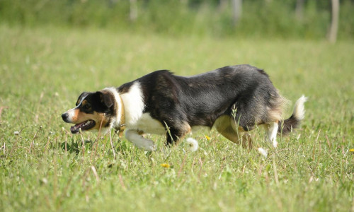 Le Border Collie,  un allié incontournable pour les éleveurs. Origines de ce chien d’exception