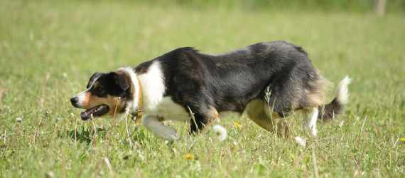 Le Border Collie,  un allié incontournable pour les éleveurs. Origines de ce chien d’exception