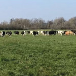 Le printemps est là, les vaches laitières retrouvent les verts pâturages !
