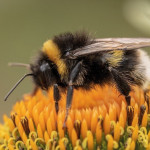 La Commission lance Pollinator Park, une outil numérique de sensibilisation du public