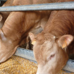 Maïs grain humide Quelle valeur nutritive pour les bovins ?
