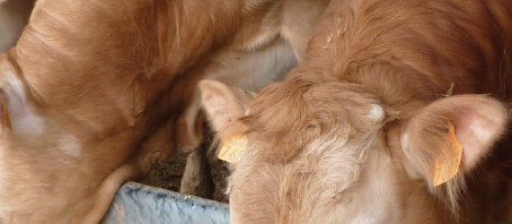 Maïs grain humide Quelle valeur nutritive pour les bovins ?