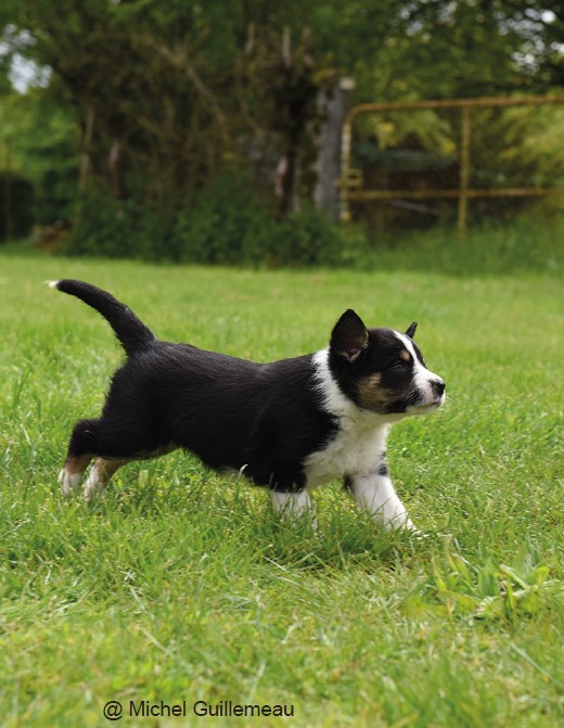 Le choix d'un chiot Border de travail