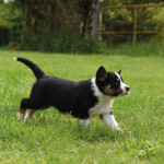 Le choix d'un chiot Border de travail