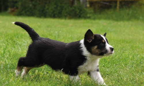 Le choix d'un chiot Border de travail