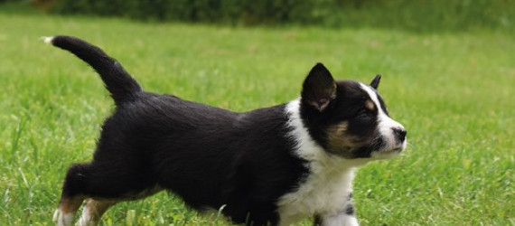Le choix d'un chiot Border de travail