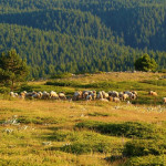 Clochète Caractérisation du comportement et Localisation des Ovins et Caprins grâce à des Technologies Embarquées
