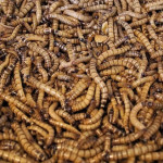 Des insectes dans nos assiettes ?