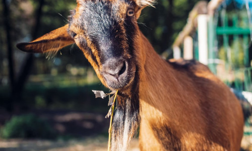 L’Automédication chez les ruminants