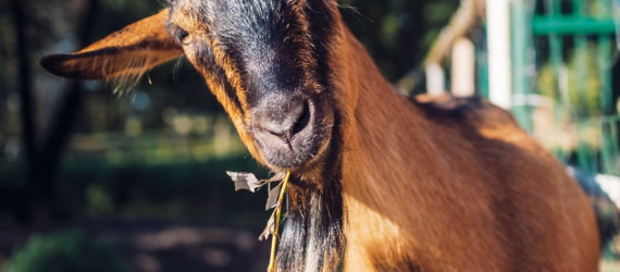 L’Automédication chez les ruminants