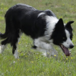 Le Border Collie et l’Association Française du Border Collie... 40 ans de sélection d’un chien de travail