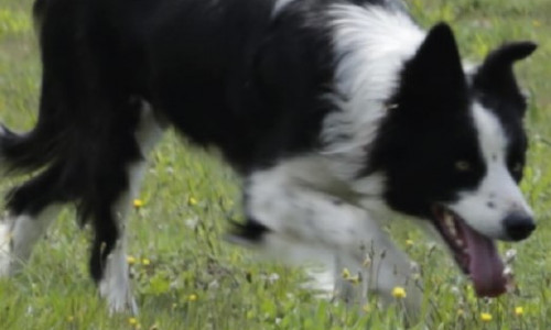 Le Border Collie et l’Association Française du Border Collie... 40 ans de sélection d’un chien de travail