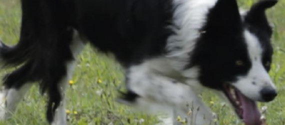Le Border Collie et l’Association Française du Border Collie... 40 ans de sélection d’un chien de travail