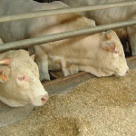 Atouts du maïs grain humide dans l’alimentation des bovins viande