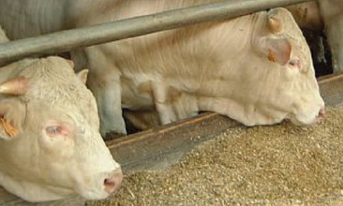 Atouts du maïs grain humide dans l’alimentation des bovins viande
