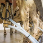 Conjoncture  laitière. Mai 2021   Forte progression du prix des produits laitiers industriels et du prix des intrants