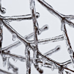 Épisode de gel : La MSA met en œuvre les mesures d'urgence décidées par le Gouvernement