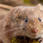 Rat taupier (campagnol) : la CR obtient le renouvellement de la dérogation