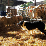 L'intérêt du Border Collie en exploitation