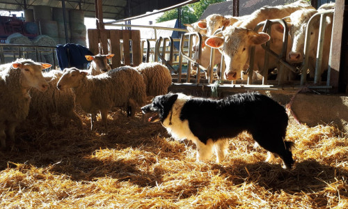 L'intérêt du Border Collie en exploitation