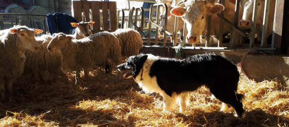 L'intérêt du Border Collie en exploitation