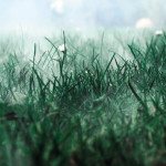 Pérennité des prairies. Comment maintenir longtemps la prairie à un bon niveau de qualité ?