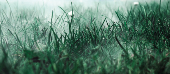 Pérennité des prairies. Comment maintenir longtemps la prairie à un bon niveau de qualité ?