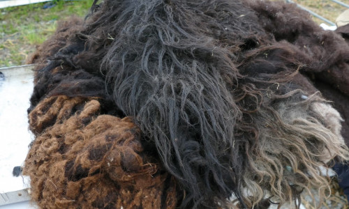 Valoriser la laine avec le feutrage Exemple  avec les toisons  des moutons d’Ouessant